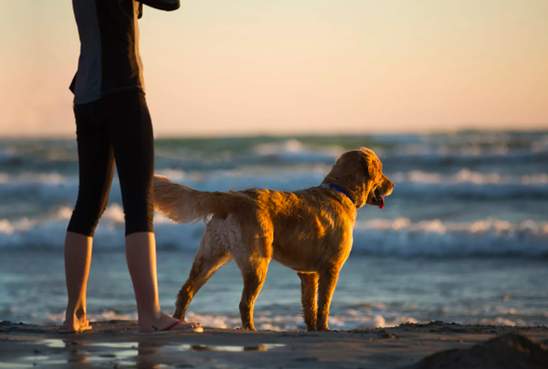 
7 Ways To Make Traveling With A Large Dog Easier